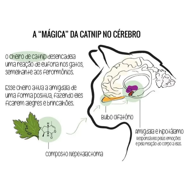 Abacate Catnip - tanamão
